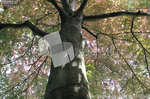 Image of copper beech, tree-top