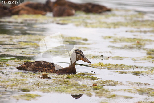 Image of Young mallard female, duck cane