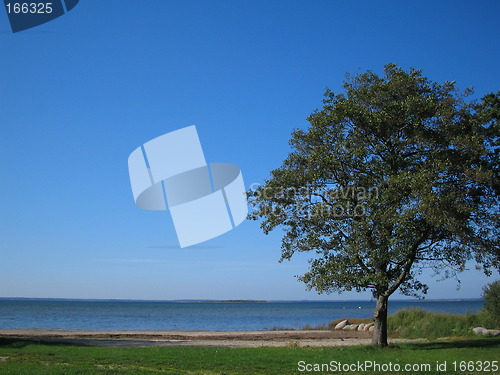 Image of Lonely tree by the sea