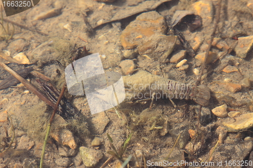 Image of crayfish in its natural environment, in water