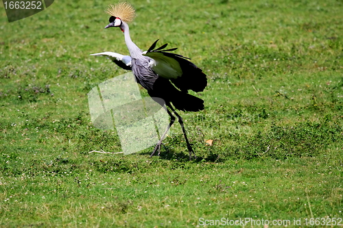 Image of crowned crane