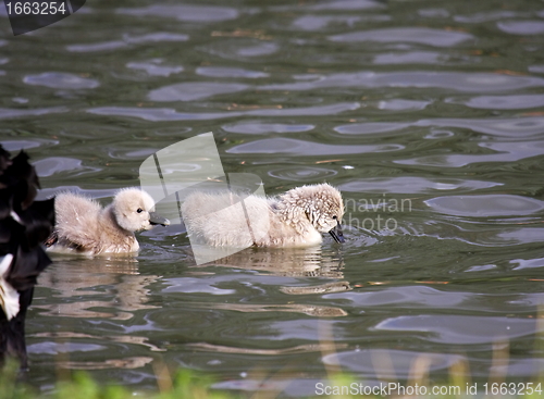 Image of Young black swan, cygnets anatidae