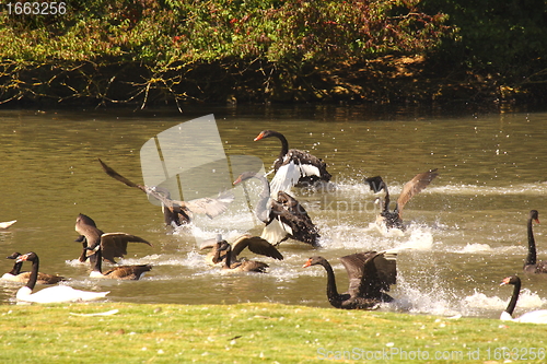 Image of Black swan, anatidae