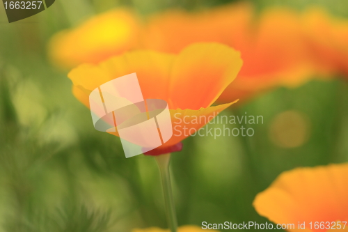 Image of Eschscholtzia of California, california poppy