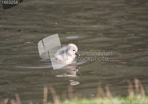 Image of Young black swan, cygnets anatidae