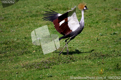 Image of crowned crane