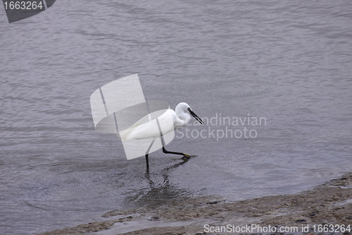 Image of Little Egret, Aigrette Garzette