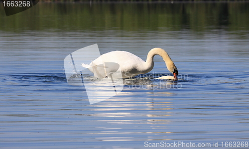 Image of Mating swans