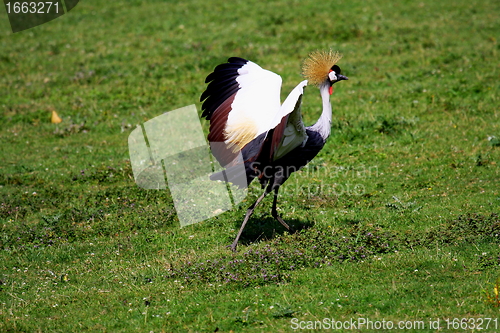 Image of crowned crane