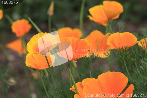 Image of Eschscholtzia of California, california poppy