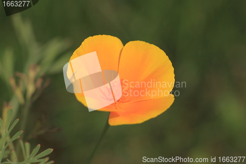 Image of Eschscholtzia of California, california poppy