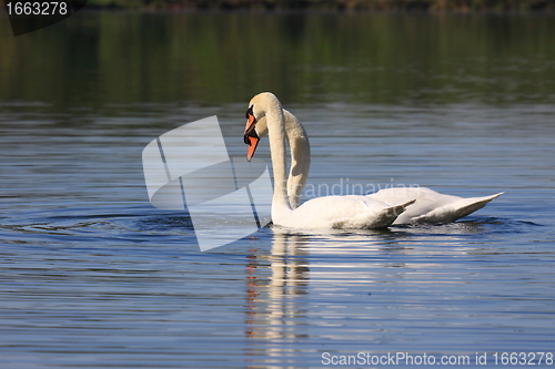 Image of Mating swans