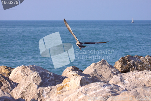 Image of Young Gull, seagull