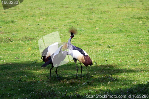 Image of crowned crane