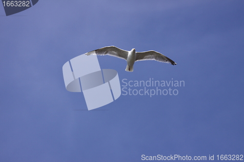 Image of Gull, seagull