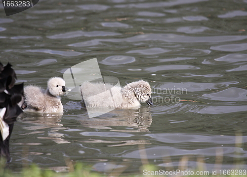 Image of Young black swan, cygnets anatidae