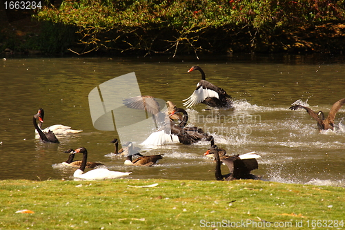 Image of Black swan, anatidae