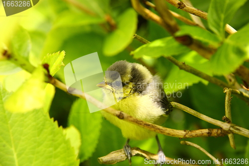 Image of Baby blue tit, chick