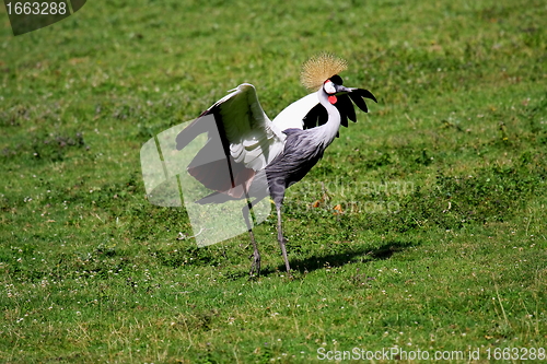 Image of crowned crane