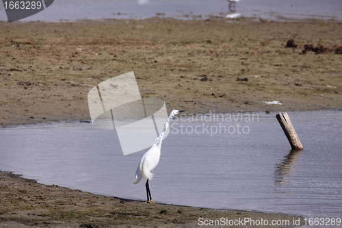 Image of Little Egret, Aigrette Garzette