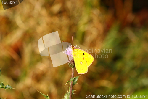 Image of colias crocea, le soucis