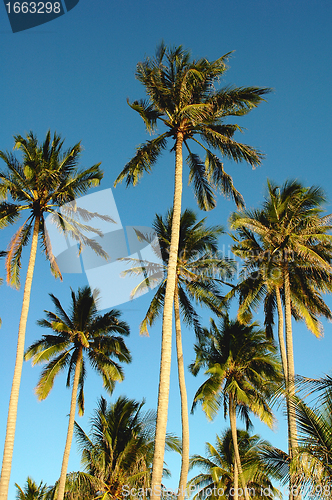 Image of Coconut trees