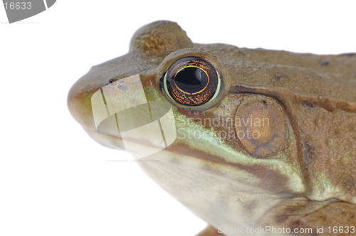 Image of Wood Frog-Isolated