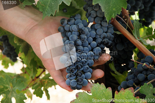 Image of Hand holding grapes