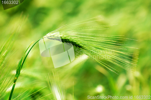 Image of Wheat ear