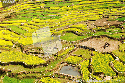 Image of Landscape of blooming rapeseed fields