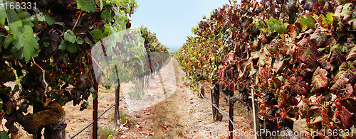 Image of Vineyard panorama