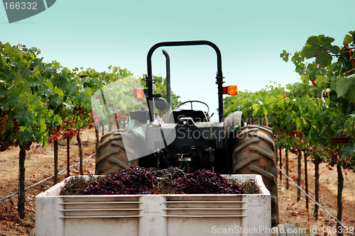 Image of Truck at a vineyard