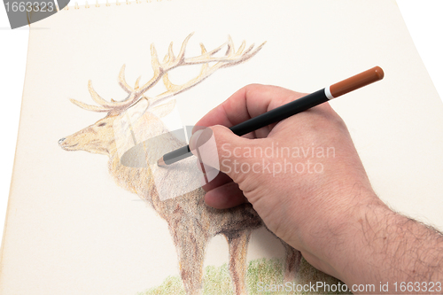 Image of drawing deer