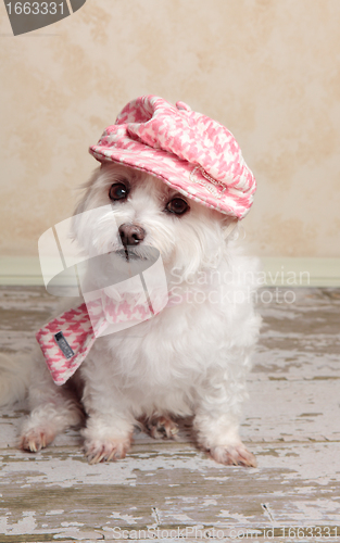 Image of Trendy cute dog