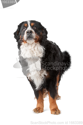 Image of Bernese Mountain Dog
