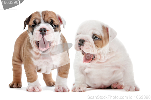 Image of yawning puppies