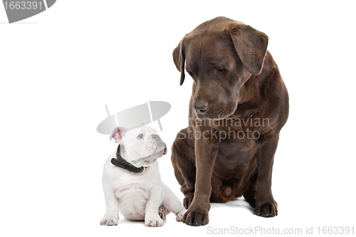 Image of Two dogs