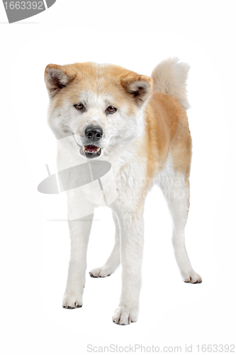 Image of Akita Inu dog