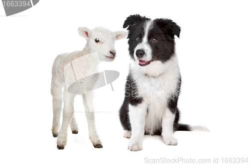 Image of Lamb and a border collie puppy
