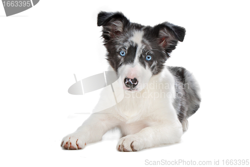 Image of blue merle border collie puppy