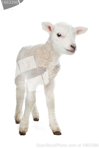 Image of Lamb