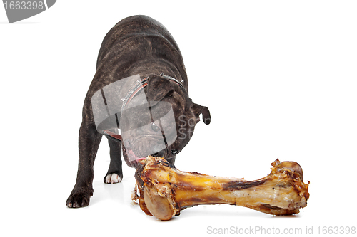 Image of English Bulldog eating a bone