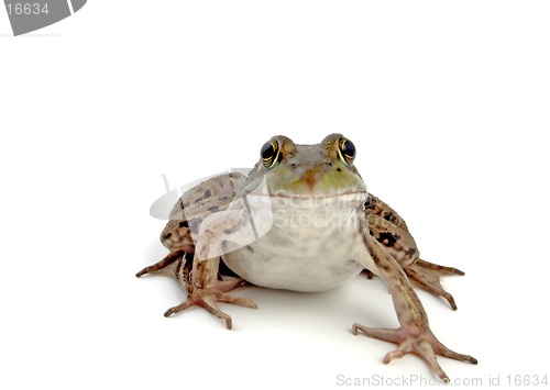 Image of Wood Frog 2