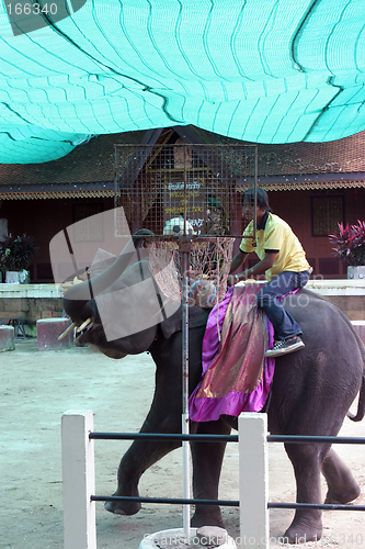 Image of Elephant show at Phuket Zoo, Thailand - EDITORIAL