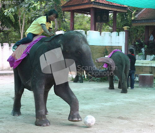 Image of Elephant show at Phuket Zoo, Thailand - EDITORIAL