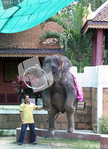 Image of Elephant show at Phuket Zoo, Thailand - EDITORIAL