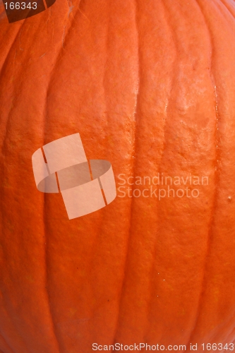 Image of Pumpkin-shell Background