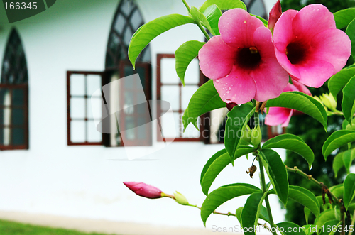 Image of Flowers in bloom