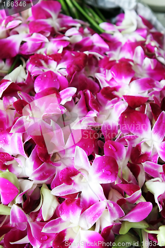 Image of Pink orchids