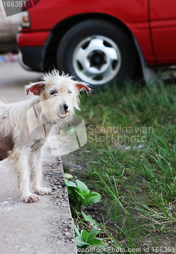 Image of Scruffy dog